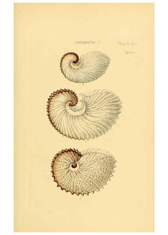 Reproducción/Reproduction 49493111566: Thesaurus conchyliorum, or, Monographs of genera of shells. London :Sowerby ...,1847-1887.. 