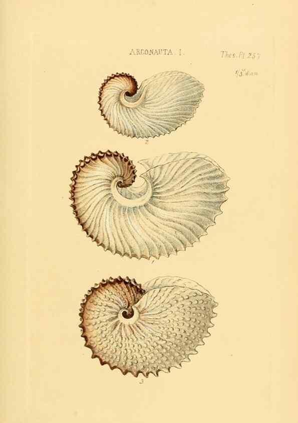 Reproducción/Reproduction 49493111566: Thesaurus conchyliorum, or, Monographs of genera of shells. London :Sowerby ...,1847-1887.. 