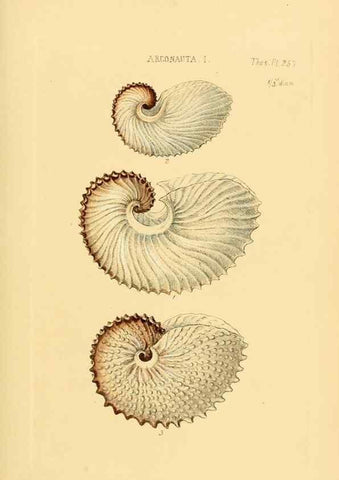 Reproducción/Reproduction 49493111566: Thesaurus conchyliorum, or, Monographs of genera of shells. London :Sowerby ...,1847-1887.. 