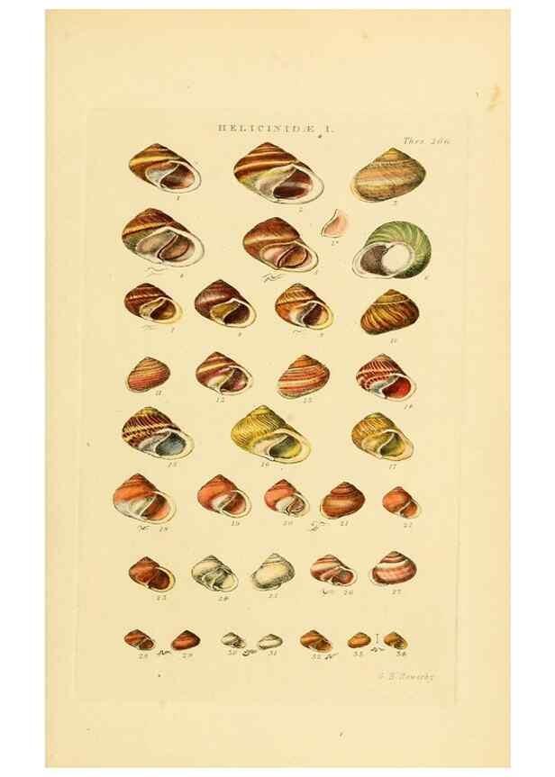 Reproducción/Reproduction 49493114361: Thesaurus conchyliorum, or, Monographs of genera of shells. London :Sowerby ...,1847-1887.. 