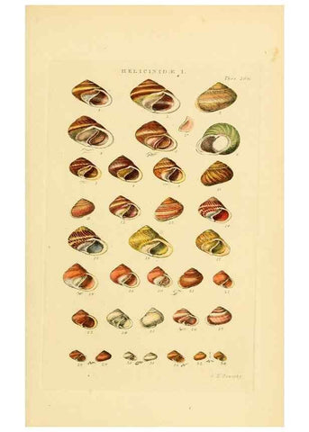 Reproducción/Reproduction 49493114361: Thesaurus conchyliorum, or, Monographs of genera of shells. London :Sowerby ...,1847-1887.. 