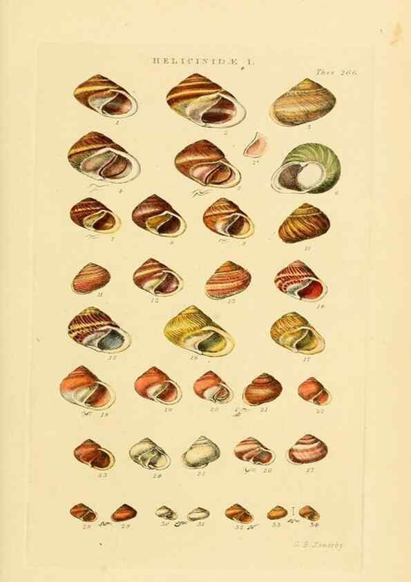 Reproducción/Reproduction 49493114361: Thesaurus conchyliorum, or, Monographs of genera of shells. London :Sowerby ...,1847-1887.. 