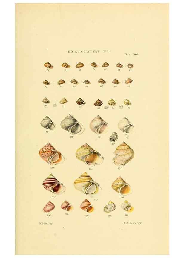 Reproducción/Reproduction 49493115006: Thesaurus conchyliorum, or, Monographs of genera of shells. London :Sowerby ...,1847-1887.. 