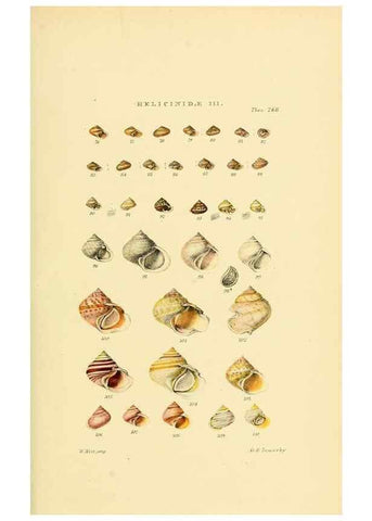 Reproducción/Reproduction 49493115006: Thesaurus conchyliorum, or, Monographs of genera of shells. London :Sowerby ...,1847-1887.. 