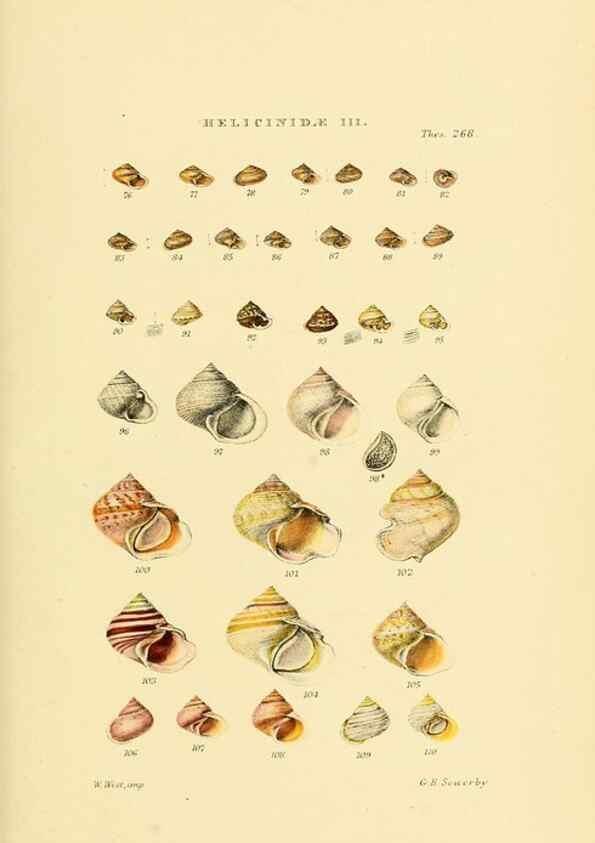 Reproducción/Reproduction 49493115006: Thesaurus conchyliorum, or, Monographs of genera of shells. London :Sowerby ...,1847-1887.. 