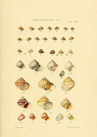 Reproducción/Reproduction 49493115006: Thesaurus conchyliorum, or, Monographs of genera of shells. London :Sowerby ...,1847-1887.. 