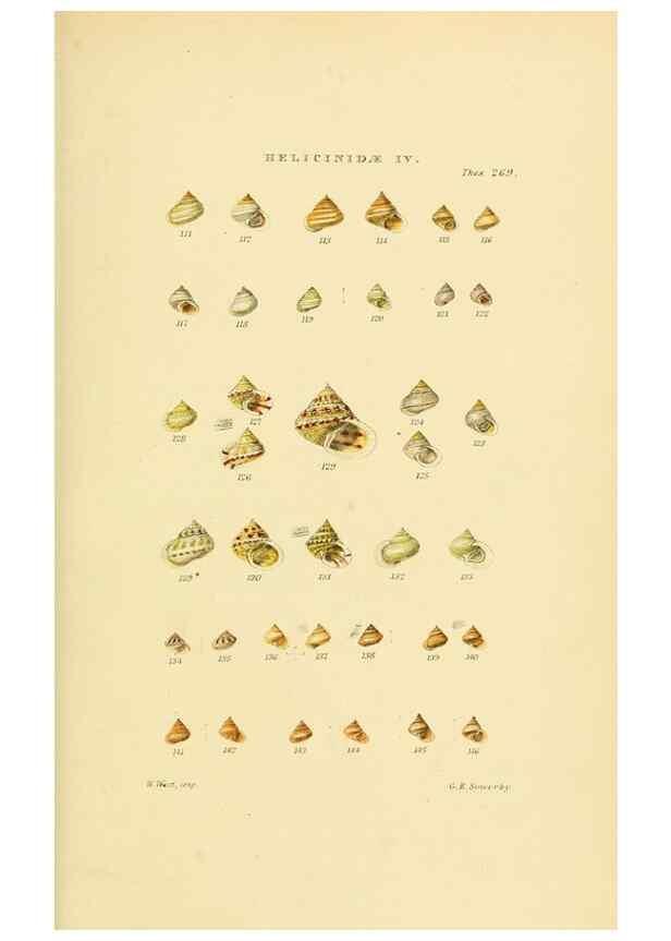 Reproducción/Reproduction 49492615918: Thesaurus conchyliorum, or, Monographs of genera of shells. London :Sowerby ...,1847-1887.. 