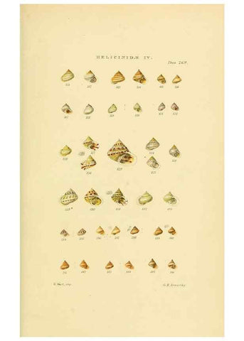 Reproducción/Reproduction 49492615918: Thesaurus conchyliorum, or, Monographs of genera of shells. London :Sowerby ...,1847-1887.. 