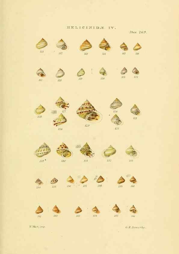 Reproducción/Reproduction 49492615918: Thesaurus conchyliorum, or, Monographs of genera of shells. London :Sowerby ...,1847-1887.. 