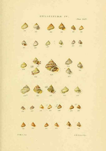 Reproducción/Reproduction 49492615918: Thesaurus conchyliorum, or, Monographs of genera of shells. London :Sowerby ...,1847-1887.. 