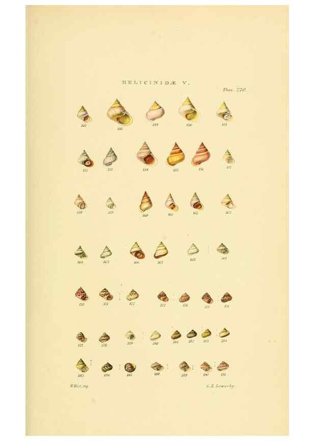 Reproducción/Reproduction 49493328302: Thesaurus conchyliorum, or, Monographs of genera of shells. London :Sowerby ...,1847-1887.. 