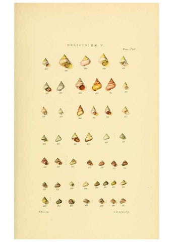 Reproducción/Reproduction 49493328302: Thesaurus conchyliorum, or, Monographs of genera of shells. London :Sowerby ...,1847-1887.. 