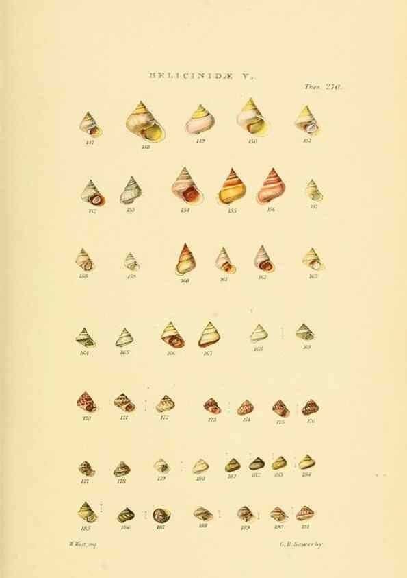 Reproducción/Reproduction 49493328302: Thesaurus conchyliorum, or, Monographs of genera of shells. London :Sowerby ...,1847-1887.. 
