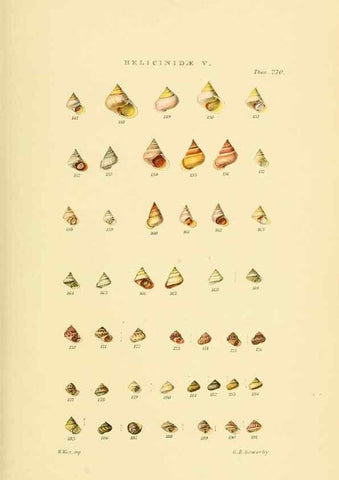 Reproducción/Reproduction 49493328302: Thesaurus conchyliorum, or, Monographs of genera of shells. London :Sowerby ...,1847-1887.. 