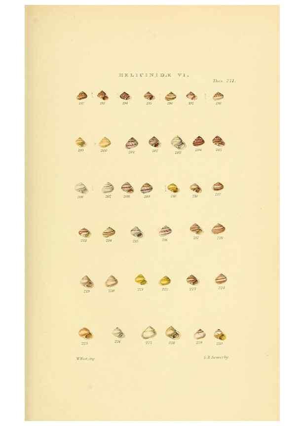 Reproducción/Reproduction 49493115856: Thesaurus conchyliorum, or, Monographs of genera of shells. London :Sowerby ...,1847-1887.. 