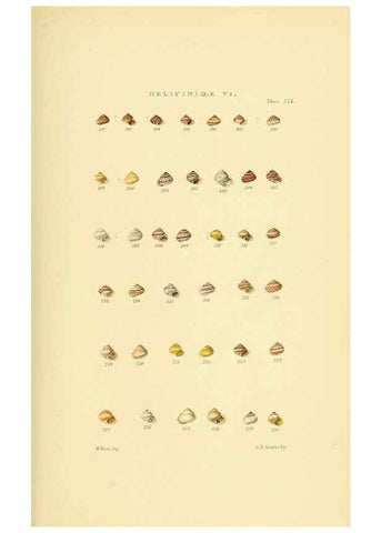 Reproducción/Reproduction 49493115856: Thesaurus conchyliorum, or, Monographs of genera of shells. London :Sowerby ...,1847-1887.. 