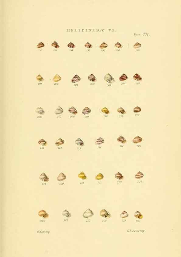 Reproducción/Reproduction 49493115856: Thesaurus conchyliorum, or, Monographs of genera of shells. London :Sowerby ...,1847-1887.. 