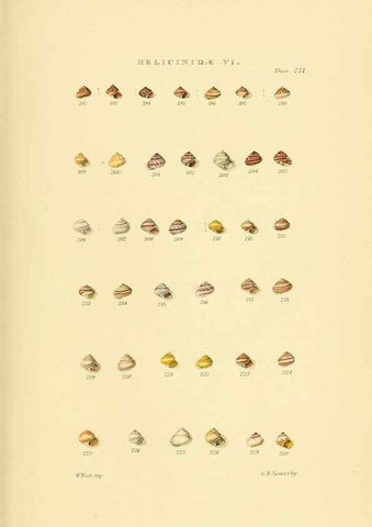 Reproducción/Reproduction 49493115856: Thesaurus conchyliorum, or, Monographs of genera of shells. London :Sowerby ...,1847-1887.. 