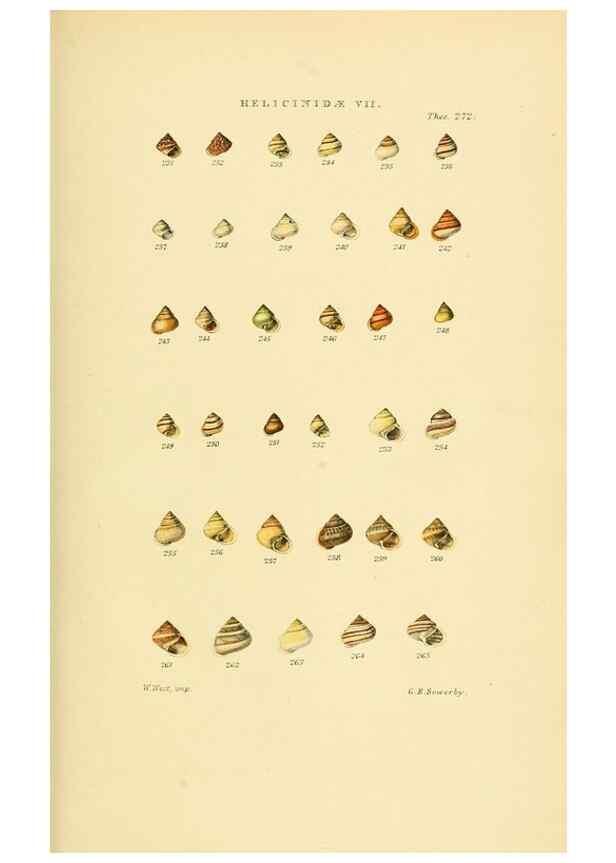 Reproducción/Reproduction 49493328867: Thesaurus conchyliorum, or, Monographs of genera of shells. London :Sowerby ...,1847-1887.. 