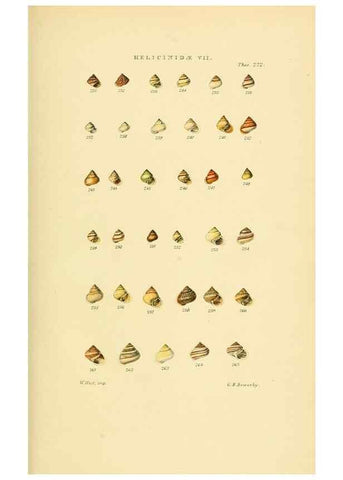 Reproducción/Reproduction 49493328867: Thesaurus conchyliorum, or, Monographs of genera of shells. London :Sowerby ...,1847-1887.. 