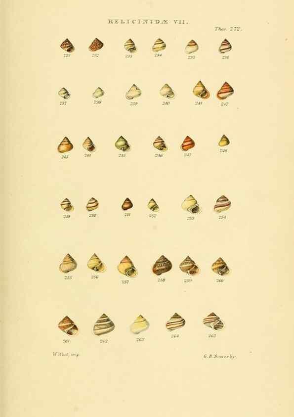 Reproducción/Reproduction 49493328867: Thesaurus conchyliorum, or, Monographs of genera of shells. London :Sowerby ...,1847-1887.. 