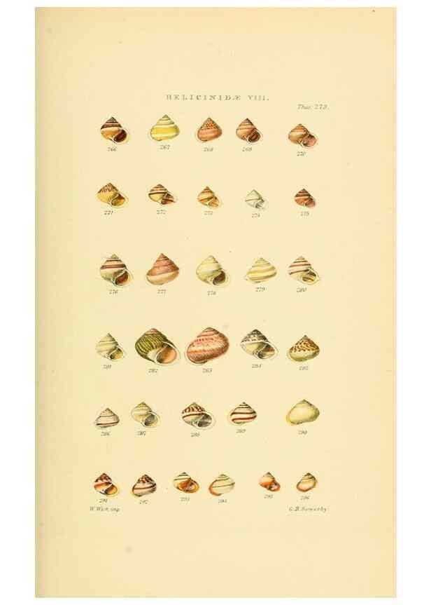 Reproducción/Reproduction 49493116431: Thesaurus conchyliorum, or, Monographs of genera of shells. London :Sowerby ...,1847-1887.. 