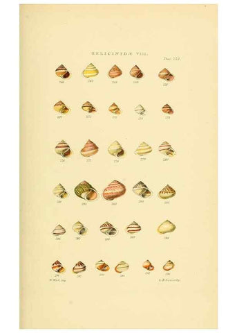 Reproducción/Reproduction 49493116431: Thesaurus conchyliorum, or, Monographs of genera of shells. London :Sowerby ...,1847-1887.. 