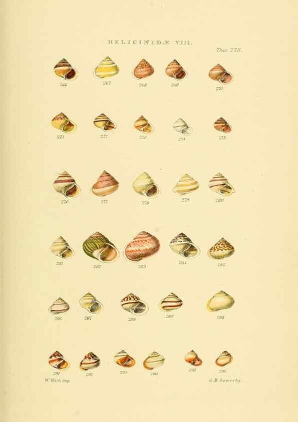 Reproducción/Reproduction 49493116431: Thesaurus conchyliorum, or, Monographs of genera of shells. London :Sowerby ...,1847-1887.. 
