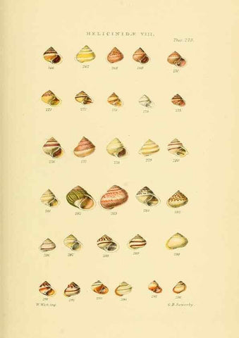 Reproducción/Reproduction 49493116431: Thesaurus conchyliorum, or, Monographs of genera of shells. London :Sowerby ...,1847-1887.. 