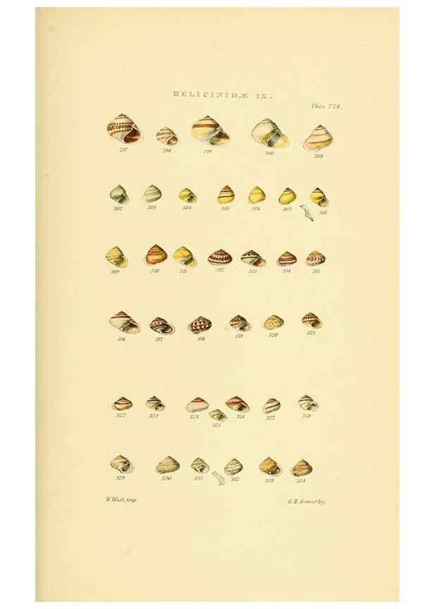 Reproducción/Reproduction 49493329422: Thesaurus conchyliorum, or, Monographs of genera of shells. London :Sowerby ...,1847-1887.. 