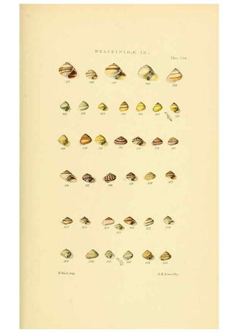 Reproducción/Reproduction 49493329422: Thesaurus conchyliorum, or, Monographs of genera of shells. London :Sowerby ...,1847-1887.. 