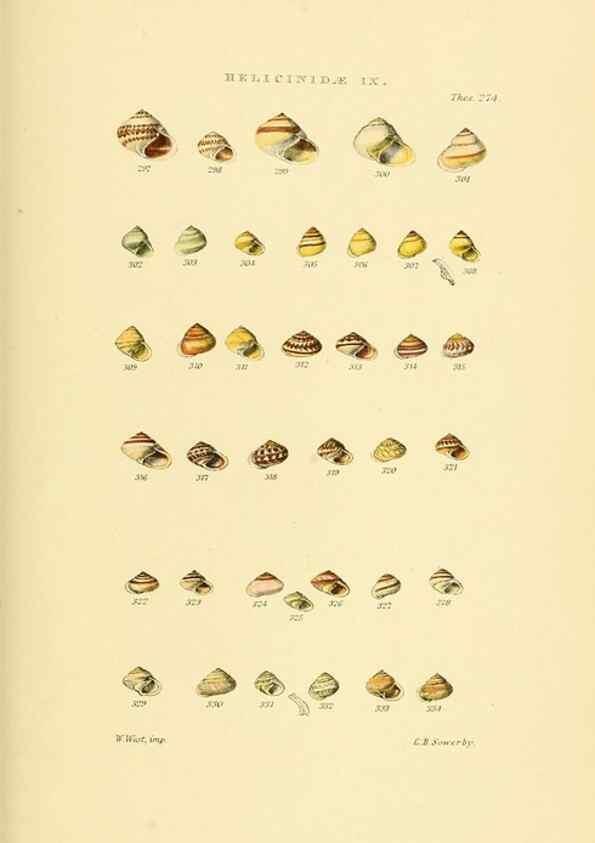 Reproducción/Reproduction 49493329422: Thesaurus conchyliorum, or, Monographs of genera of shells. London :Sowerby ...,1847-1887.. 