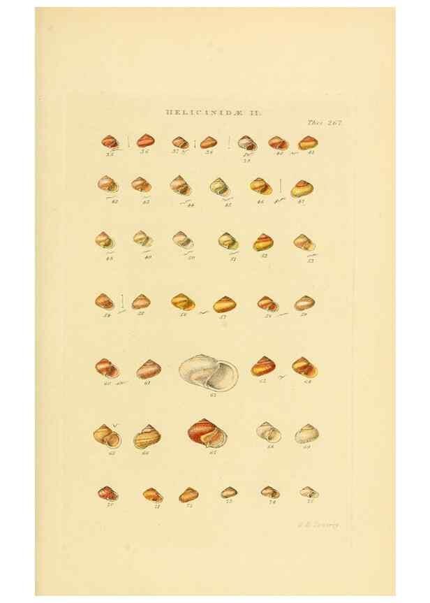 Reproducción/Reproduction 49492615413: Thesaurus conchyliorum, or, Monographs of genera of shells. London :Sowerby ...,1847-1887.. 