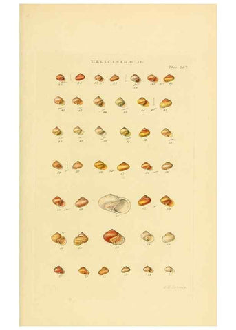 Reproducción/Reproduction 49492615413: Thesaurus conchyliorum, or, Monographs of genera of shells. London :Sowerby ...,1847-1887.. 