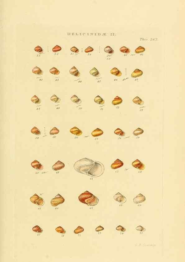 Reproducción/Reproduction 49492615413: Thesaurus conchyliorum, or, Monographs of genera of shells. London :Sowerby ...,1847-1887.. 