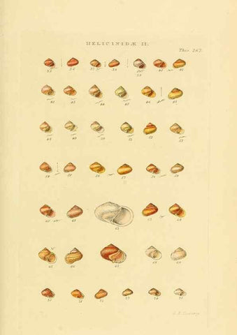 Reproducción/Reproduction 49492615413: Thesaurus conchyliorum, or, Monographs of genera of shells. London :Sowerby ...,1847-1887.. 
