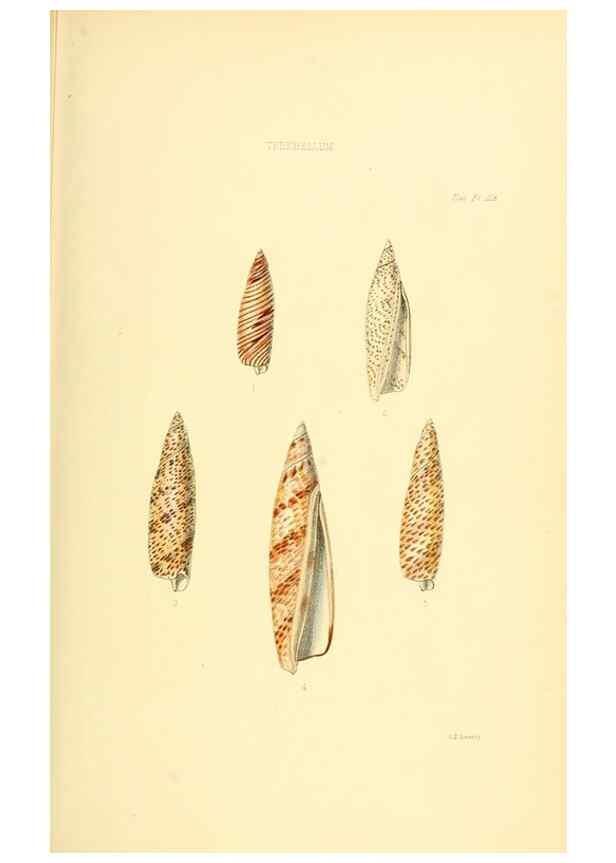 Reproducción/Reproduction 49492600163: Thesaurus conchyliorum, or, Monographs of genera of shells. London :Sowerby ...,1847-1887.. 