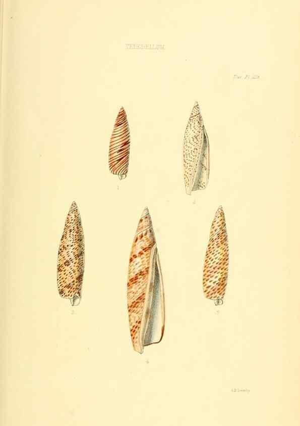 Reproducción/Reproduction 49492600163: Thesaurus conchyliorum, or, Monographs of genera of shells. London :Sowerby ...,1847-1887.. 
