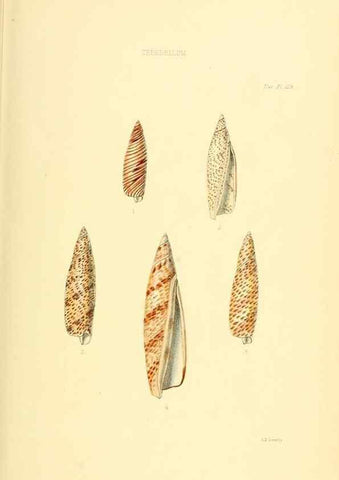Reproducción/Reproduction 49492600163: Thesaurus conchyliorum, or, Monographs of genera of shells. London :Sowerby ...,1847-1887.. 