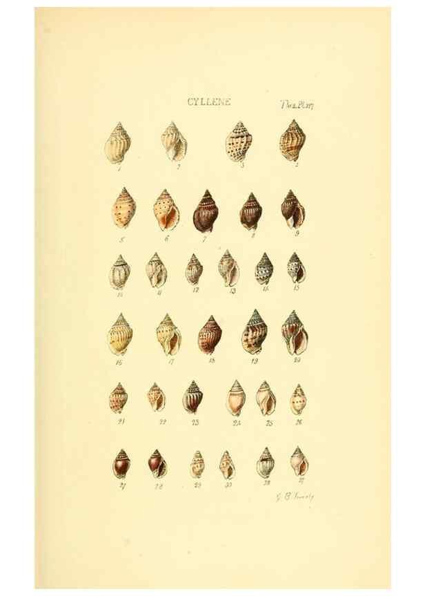 Reproducción/Reproduction 49493311877: Thesaurus conchyliorum, or, Monographs of genera of shells. London :Sowerby ...,1847-1887.. 