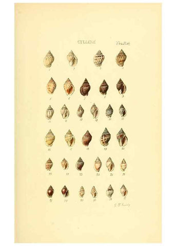 Reproducción/Reproduction 49493311877: Thesaurus conchyliorum, or, Monographs of genera of shells. London :Sowerby ...,1847-1887.. 