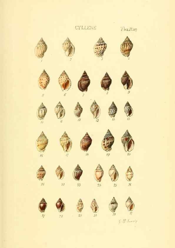 Reproducción/Reproduction 49493311877: Thesaurus conchyliorum, or, Monographs of genera of shells. London :Sowerby ...,1847-1887.. 