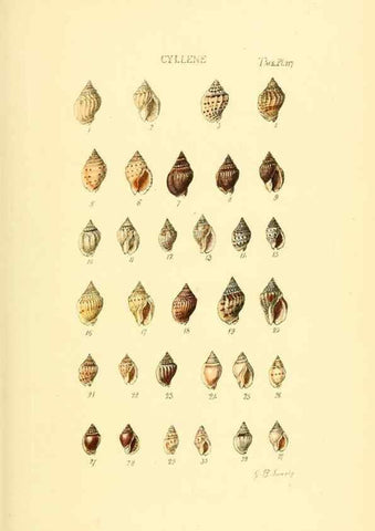 Reproducción/Reproduction 49493311877: Thesaurus conchyliorum, or, Monographs of genera of shells. London :Sowerby ...,1847-1887.. 