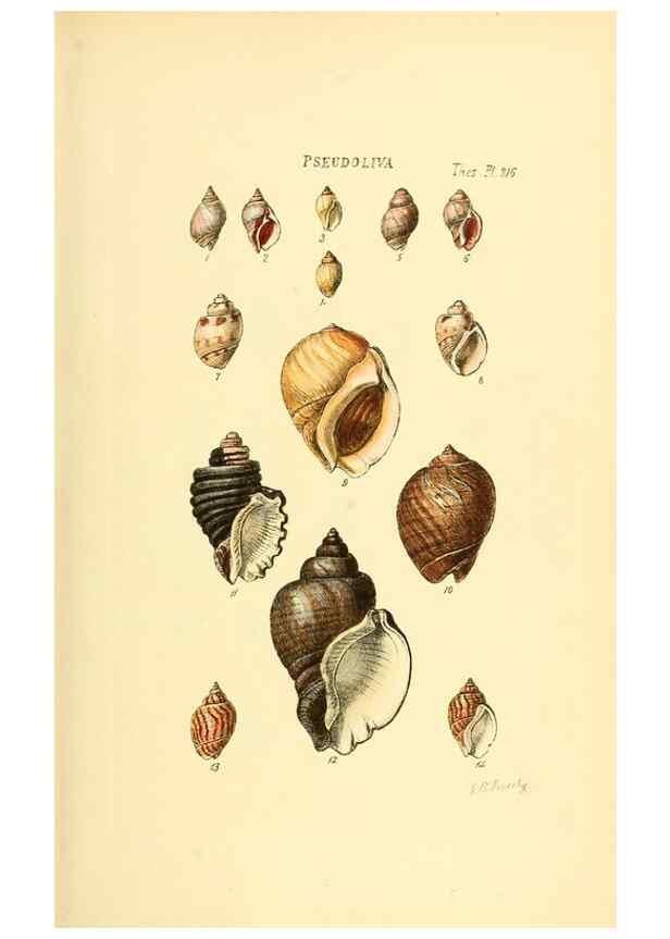 Reproducción/Reproduction 49493099216: Thesaurus conchyliorum, or, Monographs of genera of shells. London :Sowerby ...,1847-1887.. 