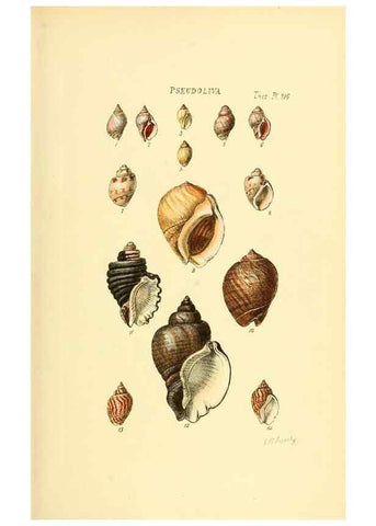 Reproducción/Reproduction 49493099216: Thesaurus conchyliorum, or, Monographs of genera of shells. London :Sowerby ...,1847-1887.. 