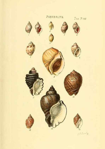 Reproducción/Reproduction 49493099216: Thesaurus conchyliorum, or, Monographs of genera of shells. London :Sowerby ...,1847-1887.. 