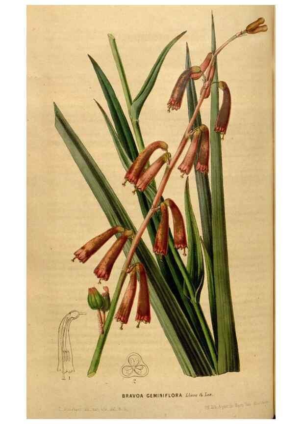 Reproducción/Reproduction 49492665941: Flore des serres et des jardins de l'Europe. A Gand :chez Louis van Houtte, eÌditeur,1845-1880.. 