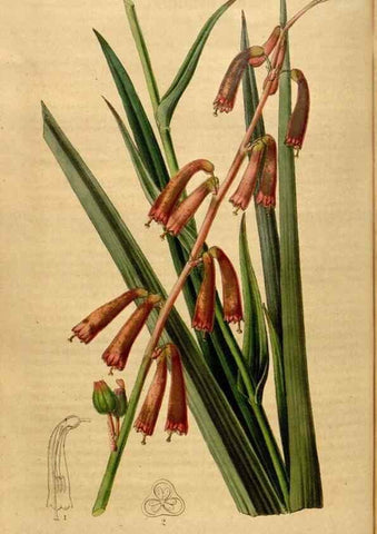 Reproducción/Reproduction 49492665941: Flore des serres et des jardins de l'Europe. A Gand :chez Louis van Houtte, eÌditeur,1845-1880.. 