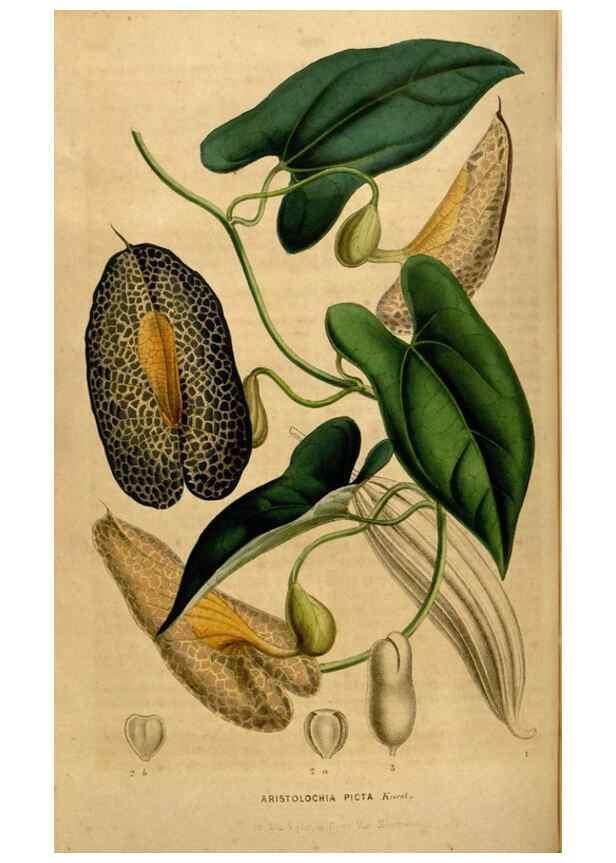 Reproducción/Reproduction 49492877142: Flore des serres et des jardins de l'Europe. A Gand :chez Louis van Houtte, eÌditeur,1845-1880.. 