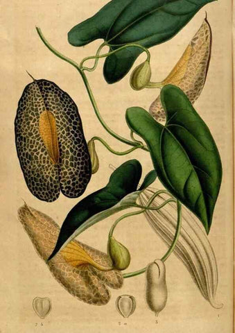 Reproducción/Reproduction 49492877142: Flore des serres et des jardins de l'Europe. A Gand :chez Louis van Houtte, eÌditeur,1845-1880.. 